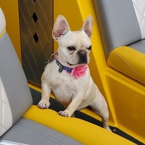 Meet your Posher, Samantha